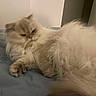 animal, bed, bedding, cat, cozy, cream_colored, fluffy, fur, home, indoors, long_hair, lounging, lying_down, paws, pet, portrait, relaxed, sleeping, tail, whiskers