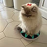 animal, bathroom, cat, cream_colored, cute, dish, floor, fluffy, fur, home, indoors, long_hair, persian_cat, pet, portrait, red_bow, sitting, tiles, toy, whiskers