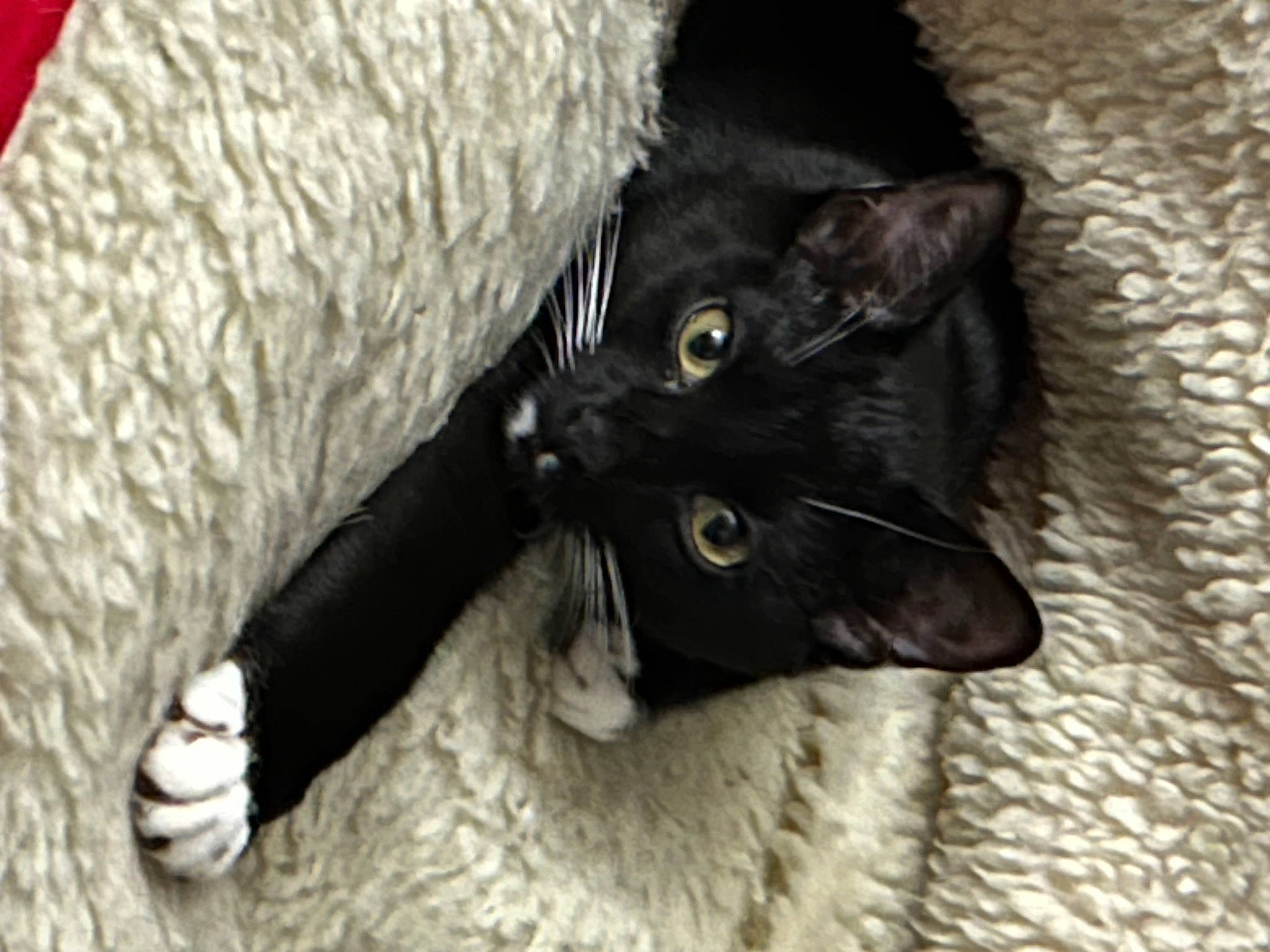 Gracie joined the competition — help win amazing prizes! black_cat, bombay, carnivore, cat, claw, comfort, domestic_short_haired_cat, felidae, fur, small_to_medium_sized_cats, snout, tail, whiskers