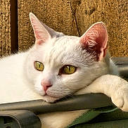 Sushi a rejoint le concours — aidez-le/la à gagner de superbes lots ! cat, white_cat, animal, pet, paw, ear, yellow_eyes, resting, relaxed, feline, fur, closeup, portrait, wood, texture, outdoor, nature, metal_bar, green_fabric, calm