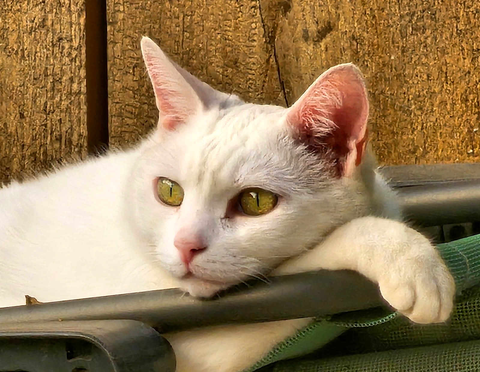 Sushi a rejoint le concours — aidez-le/la à gagner de superbes lots ! cat, white_cat, animal, pet, paw, ear, yellow_eyes, resting, relaxed, feline, fur, closeup, portrait, wood, texture, outdoor, nature, metal_bar, green_fabric, calm