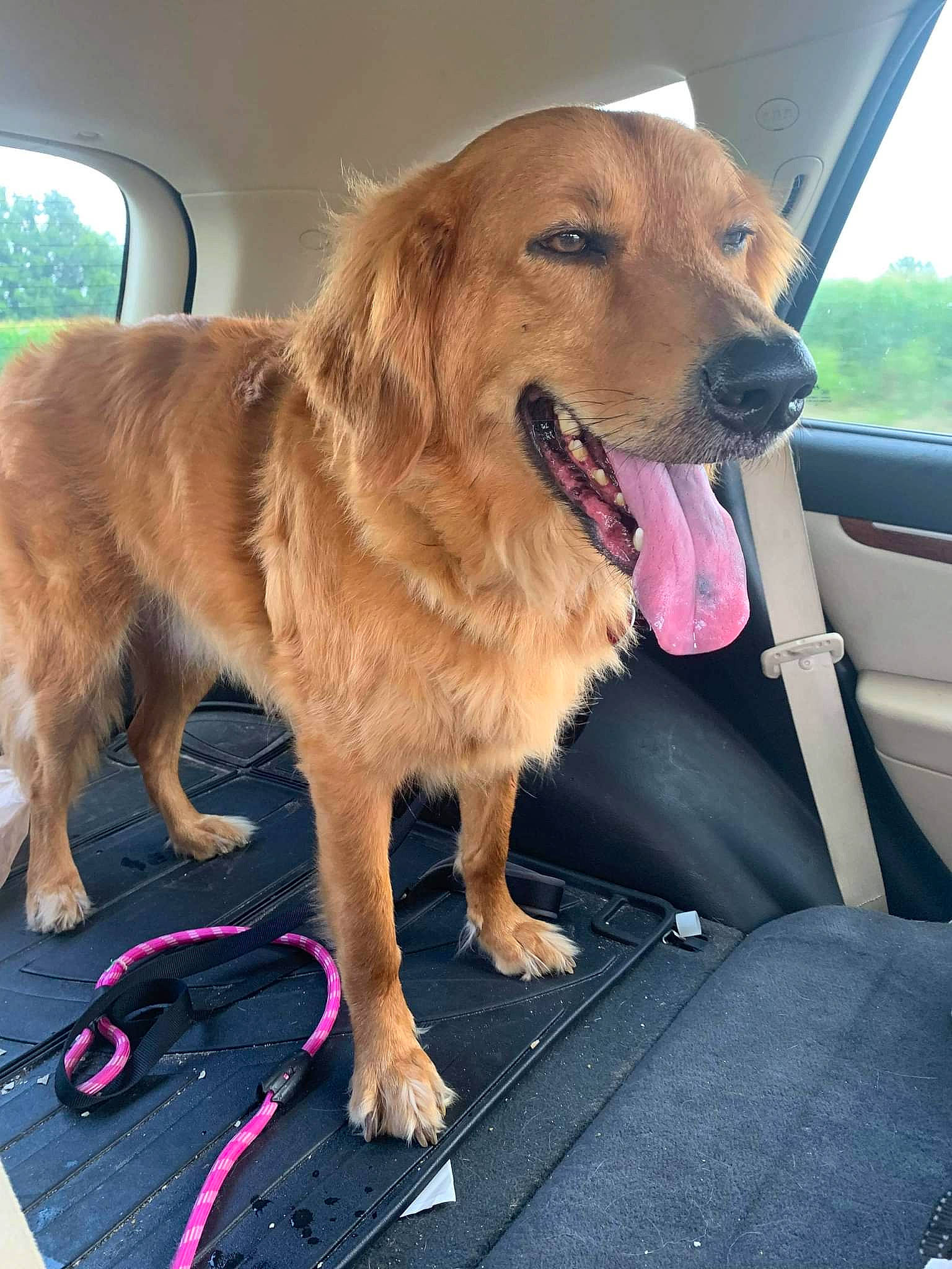 Jaxson joined the competition — help win amazing prizes! canidae, car, carnivore, chair, collar, companion_dog, dog, dog_breed, fawn, fur, gun_dog, plant, retriever, snout, sporting_group, vehicle, vehicle_door, whiskers, window, windshield