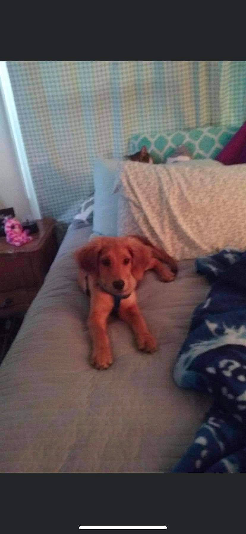 Jaxson is registered to the contest to win money with this photo: canidae, carnivore, cloud, comfort, companion_dog, dog, dog_breed, dog_supply, fawn, floor, flooring, hardwood, liver, pet_supply, retriever, snout, sporting_group, tail, wood, working_animal