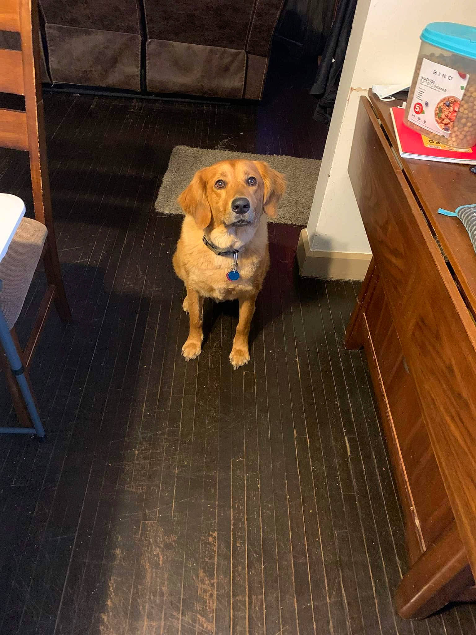 Jaxson is registered to the contest to win money with this photo: cabinetry, canidae, carnivore, chair, companion_dog, dog, dog_breed, fawn, floor, flooring, hardwood, laminate_flooring, pet_supply, snout, sporting_group, varnish, wood, wood_flooring, wood_stain, working_animal