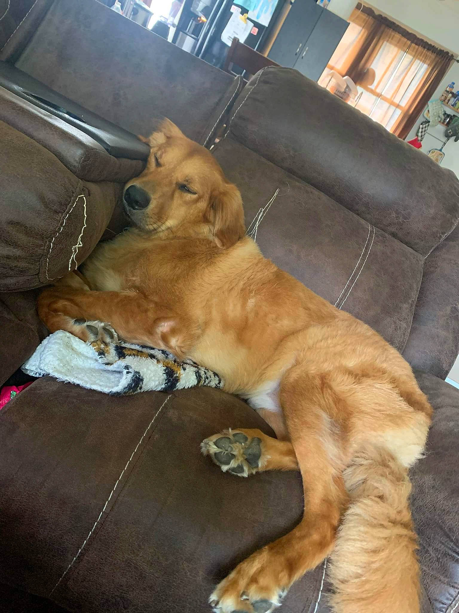 Jaxson joined the competition — help win amazing prizes! canidae, carnivore, comfort, companion_dog, couch, dog, dog_breed, fawn, felidae, flooring, fur, hardwood, liver, paw, snout, sporting_group, tail, terrestrial_animal, whiskers, window