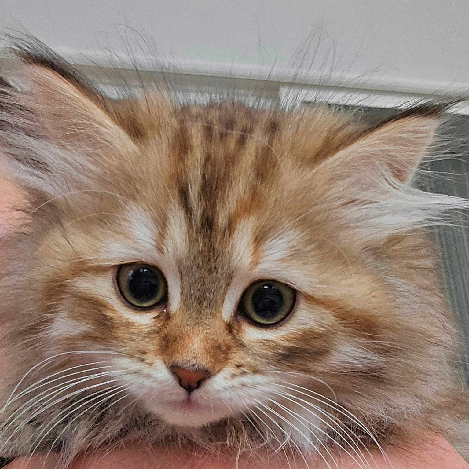 Tilly joined the competition — help win amazing prizes! abyssinian, angora, animal, cat, face, head, kitten, manx, person, pet, photography, portrait, siamese, snout