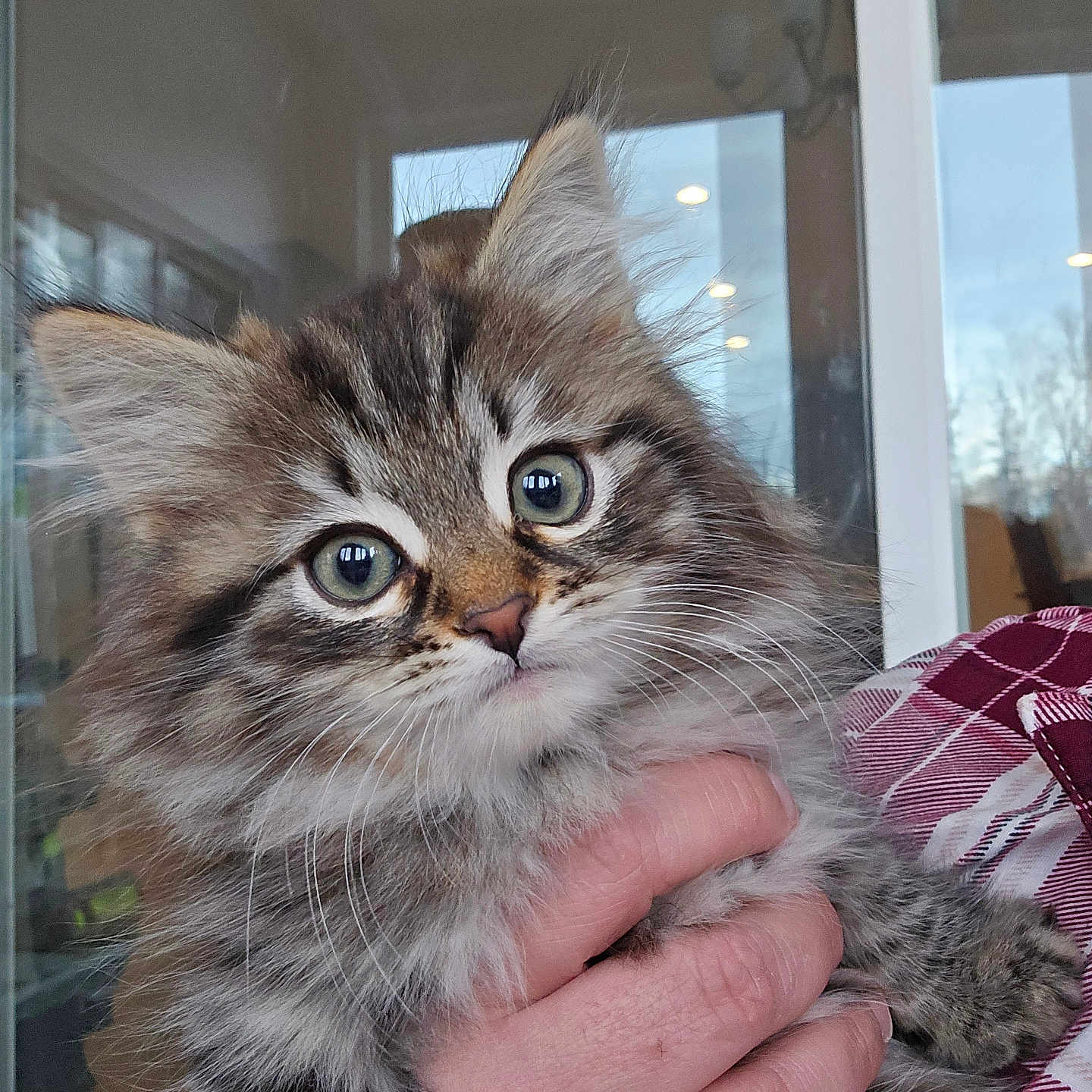 Luka is registered to the contest to win money with this photo: abyssinian, animal, bodypart, cat, finger, hand, kitten, manx, person, pet, siamese