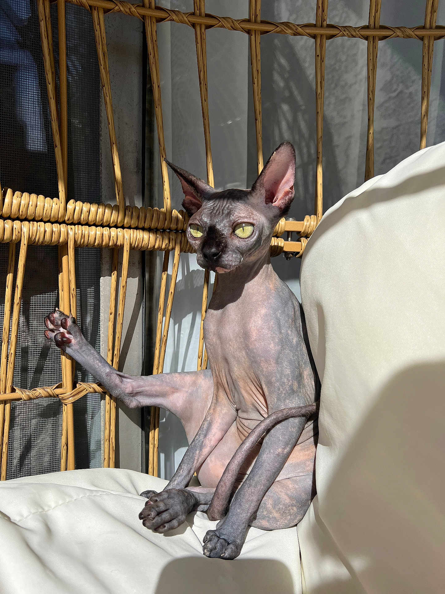 Tamako joined the competition — help win amazing prizes! sphynx_cat, hairless_cat, cat, pet, indoor, chair, white_cushion, wicker, sunlight, shadow, stretching, animal, feline, curious, relaxed, domestic_cat, paw, ear, tail, skin