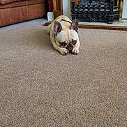 Luna is registered to the contest to win money with this photo: dog, french_bulldog, carpet, fireplace, couch, pillow, living_room, pet, indoor, brown, leather, resting, floor, cozy, home, animal, cute, small_dog, relaxed, furniture