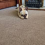 dog, french_bulldog, carpet, fireplace, couch, pillow, living_room, pet, indoor, brown, leather, resting, floor, cozy, home, animal, cute, small_dog, relaxed, furniture