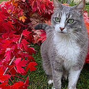 Nola a rejoint le concours — aidez-le/la à gagner de superbes lots ! cat, gray_cat, white_cat, green_eyes, grass, autumn_leaves, red_leaves, orange_leaves, outdoor, nature, garden, fall_season, pet, animal, feline, sitting, leaf_pile, background, plant, daylight