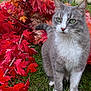 animal, autumn_leaves, background, cat, daylight, fall_season, feline, garden, grass, gray_cat, green_eyes, leaf_pile, nature, orange_leaves, outdoor, pet, plant, red_leaves, sitting, white_cat
