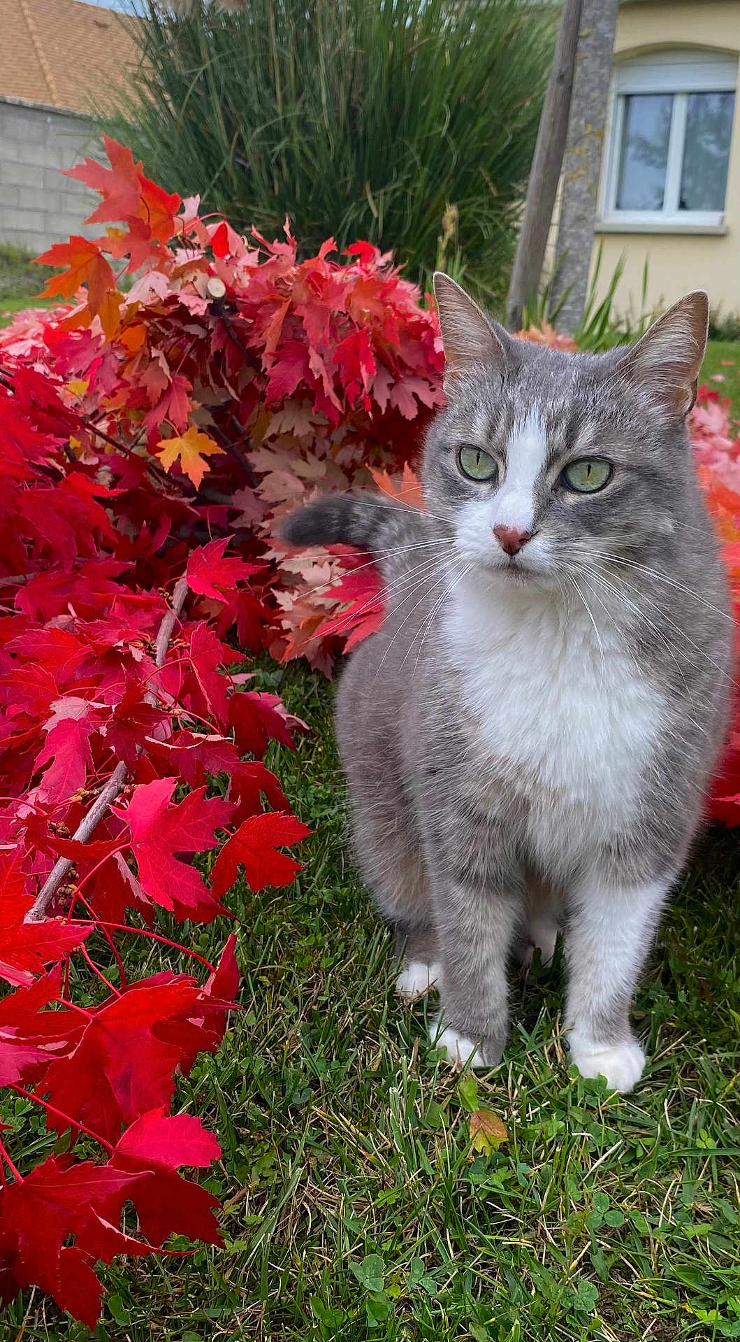 Nola a rejoint le concours — aidez-le/la à gagner de superbes lots ! cat, gray_cat, white_cat, green_eyes, grass, autumn_leaves, red_leaves, orange_leaves, outdoor, nature, garden, fall_season, pet, animal, feline, sitting, leaf_pile, background, plant, daylight
