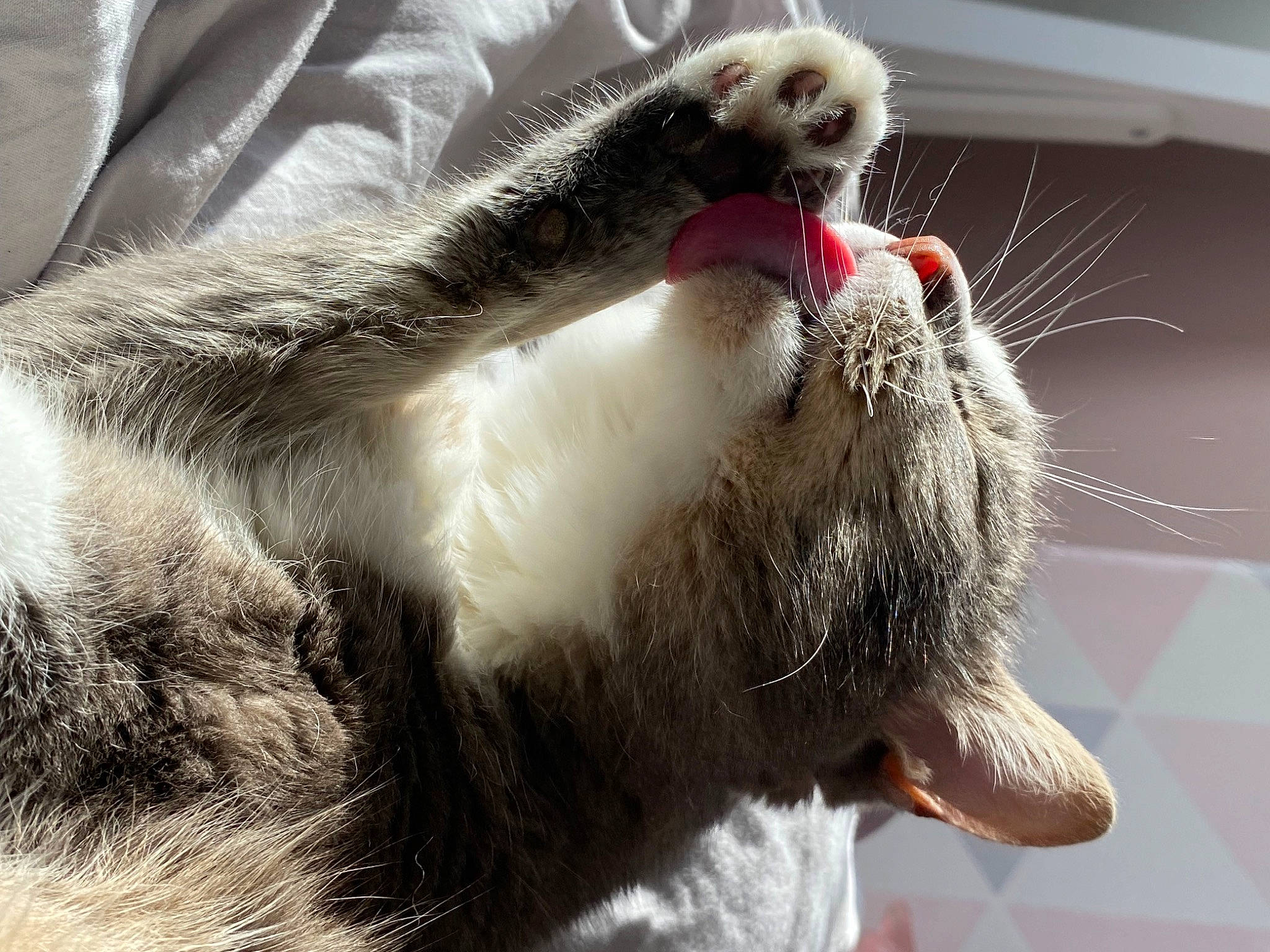 Nola participe au concours pour gagner de l'argent avec cette photo : canidae, carnivore, cat, claw, collar, comfort, companion_dog, dog_breed, domestic_short_haired_cat, fawn, felidae, fur, gesture, mammal, paw, small_to_medium_sized_cats, snout, sporting_group, tail, whiskers