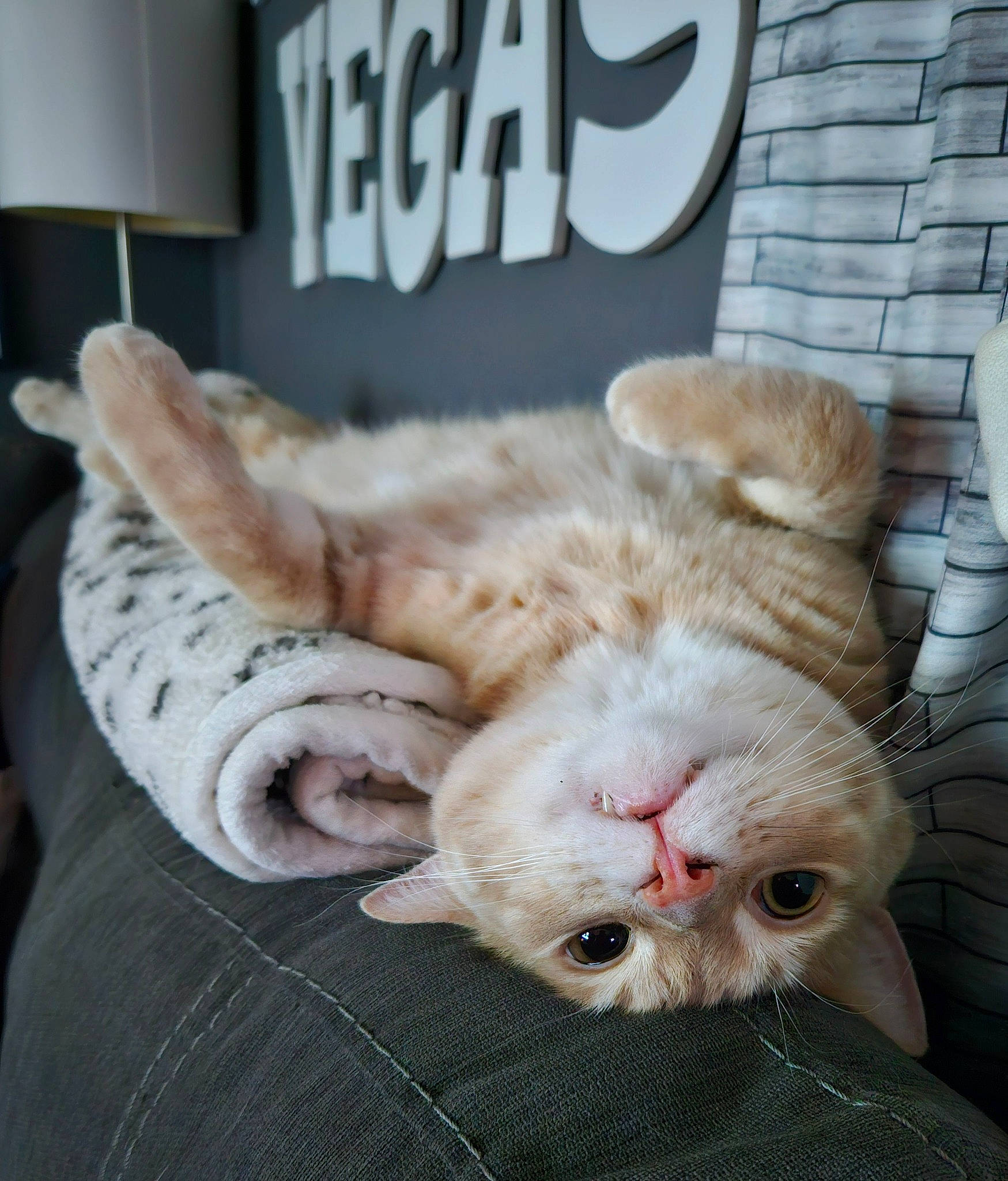 Chubbs joined the competition — help win amazing prizes! carnivore, cat, claw, comfort, domestic_short_haired_cat, fawn, felidae, foot, fur, gesture, paw, photo_caption, small_to_medium_sized_cats, snout, tail, terrestrial_animal, whiskers