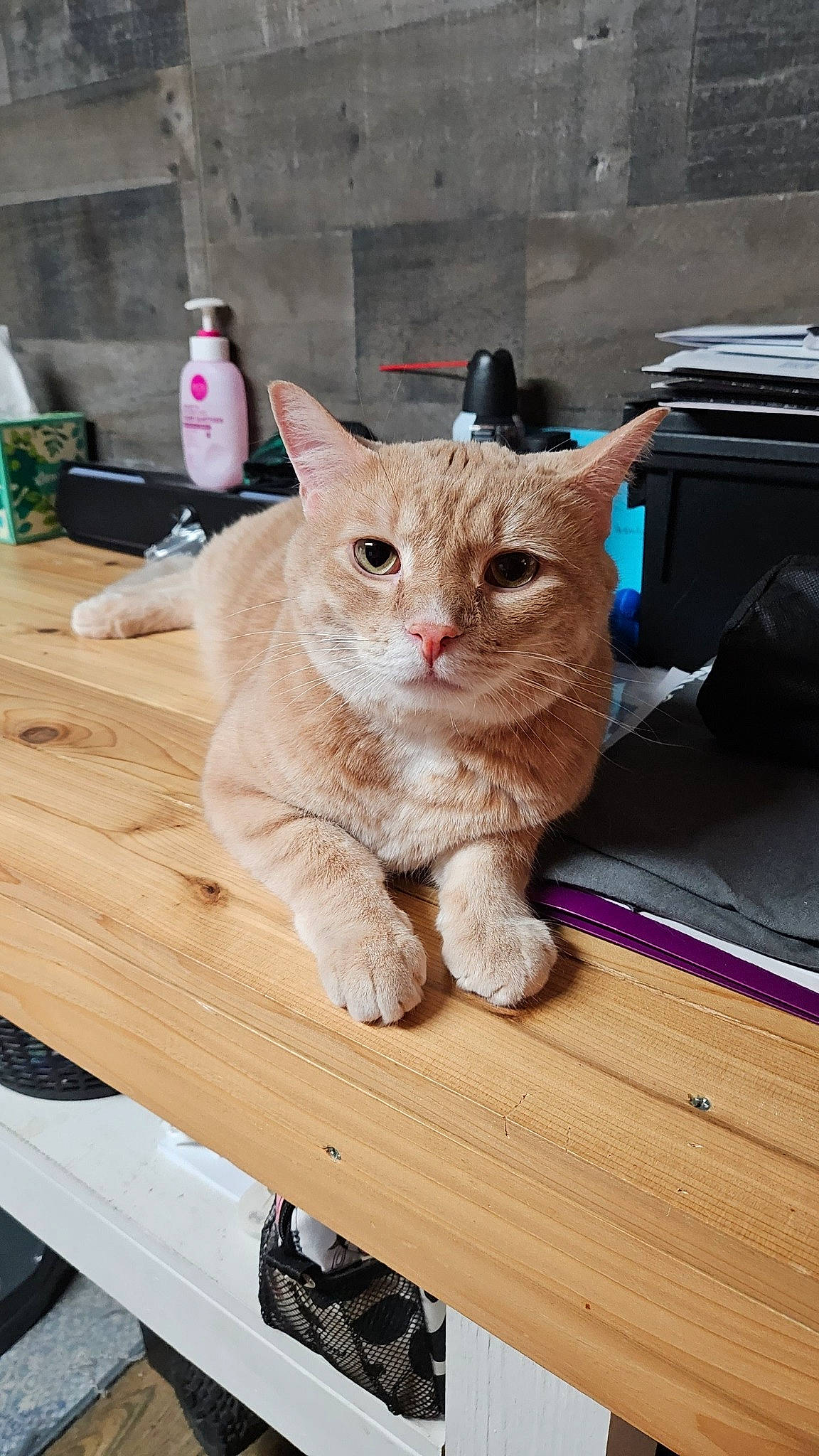 Chubbs is registered to the contest to win money with this photo: bench, bottle, carnivore, cat, claw, domestic_short_haired_cat, fawn, felidae, fur, hardwood, office_supplies, paw, pet_supply, sitting, small_to_medium_sized_cats, snout, table, tail, whiskers, wood