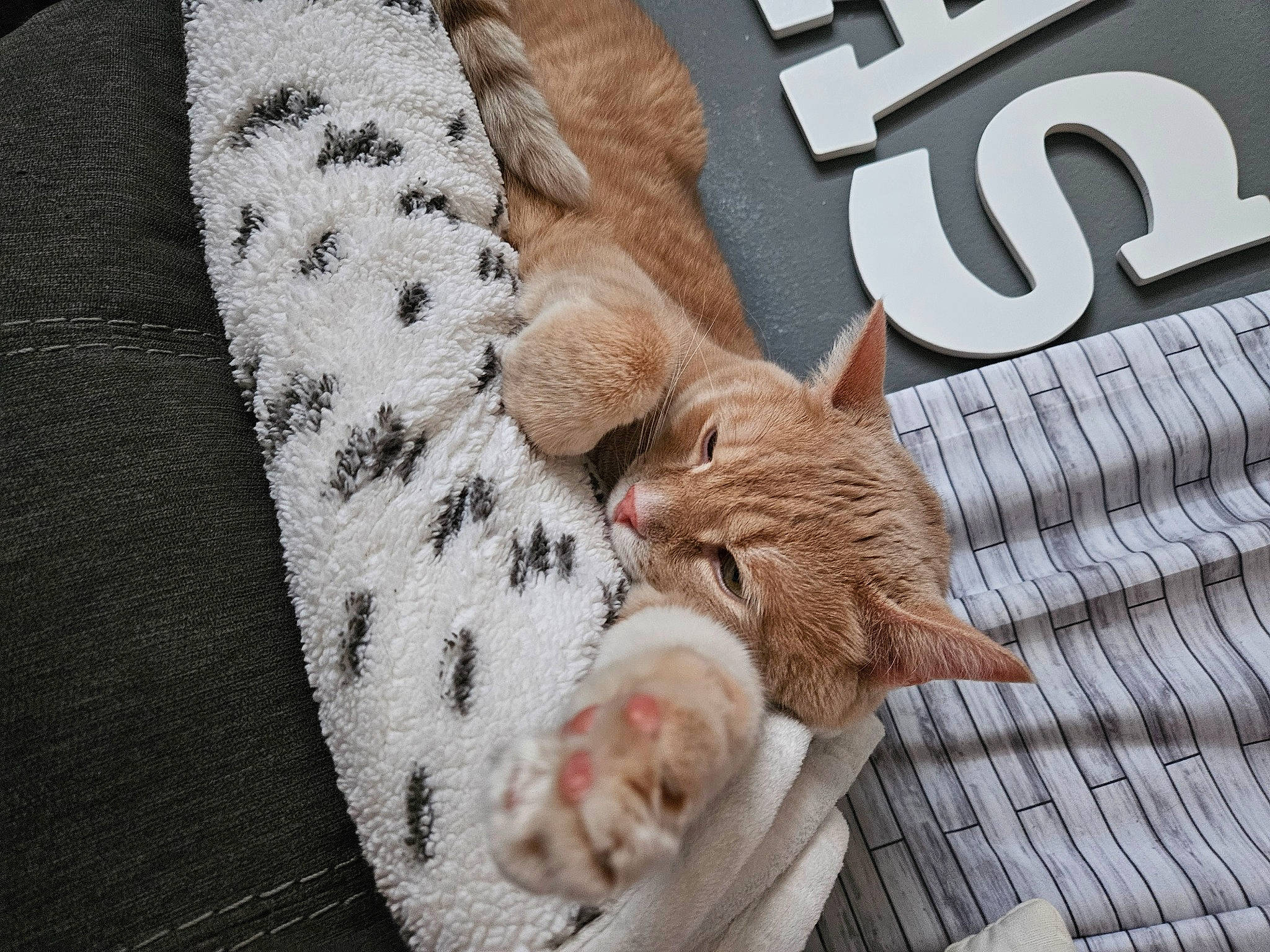 Chubbs joined the competition — help win amazing prizes! canidae, carnivore, cat, claw, comfort, companion_dog, domestic_short_haired_cat, fawn, felidae, font, fur, linens, pattern, paw, small_to_medium_sized_cats, stuffed_toy, tail, textile, whiskers, wood