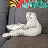 cat, silver_cat, scottish_fold, pet, animal, feline, couch, sofa, indoor, sitting, lying_down, relaxed, crossed_paws, yellow_eyes, fur, whiskers, portrait, home, colorful_background, photography