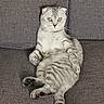 Mimi participe au concours pour gagner de l'argent avec cette photo : cat, tabby, fluffy, pet, animal, sitting, lying_down, back, striped, gray, white, green_eyes, folded_ears, paws, belly, tail, couch, indoor, portrait, relaxed