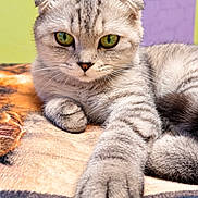 Mimi a rejoint le concours — aidez-le/la à gagner de superbes lots ! cat, gray_cat, folded_ears, green_eyes, paw, whiskers, fur, fluffy, pet, animal, close_up, portrait, lying_down, relaxed, blanket, colorful_background, indoor, cute, staring, royal_pose