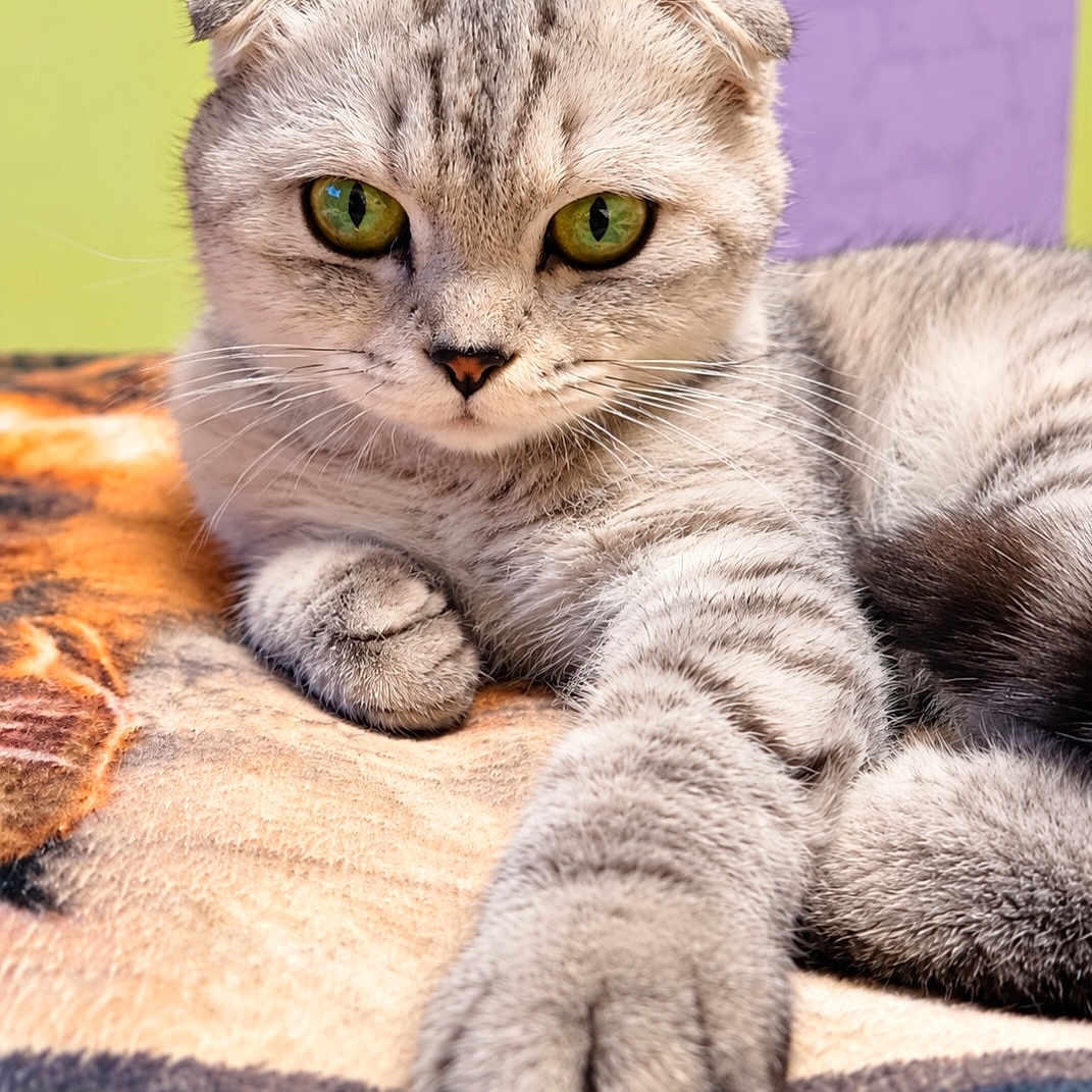 Mimi