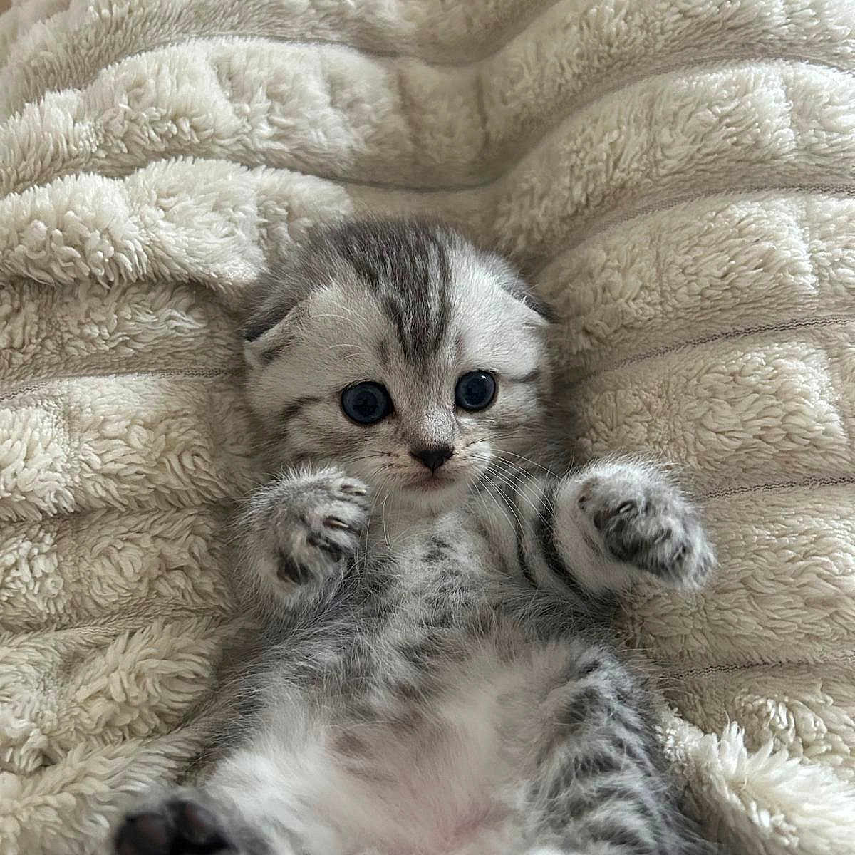 Mimi