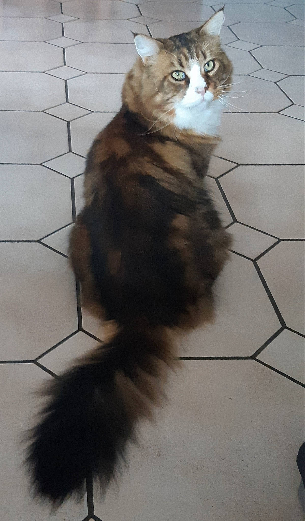 Jackson a rejoint le concours — aidez-le/la à gagner de superbes lots ! carnivore, cat, claw, domestic_short_haired_cat, fawn, felidae, flooring, fur, paw, pet_supply, shadow, sitting, small_to_medium_sized_cats, snout, tail, terrestrial_animal, whiskers