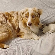 Virgule participe au concours pour gagner de l'argent avec cette photo : dog,  australian_shepherd, fluffy, long_hair, red_and_white, brown_eyes, lying_down, bed, blanket, stuffed_animal, plush_toy, bedroom, cozy, indoor, pet, canine, relaxed, portrait, soft_texture, home