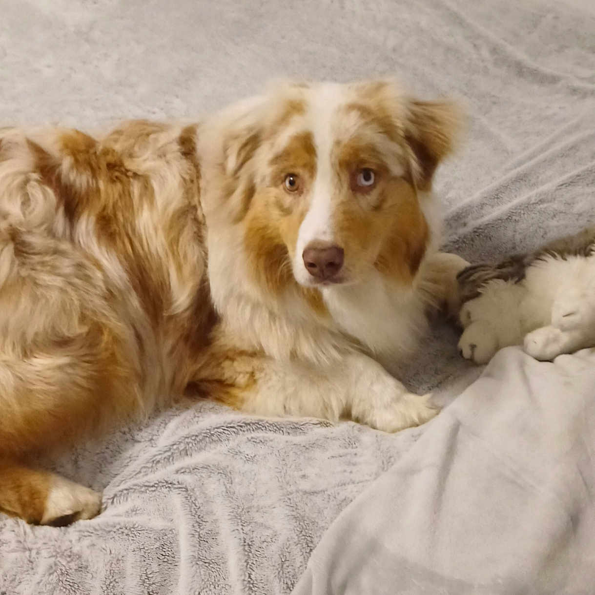 Virgule participe au concours pour gagner de l'argent avec cette photo : dog,  australian_shepherd, fluffy, long_hair, red_and_white, brown_eyes, lying_down, bed, blanket, stuffed_animal, plush_toy, bedroom, cozy, indoor, pet, canine, relaxed, portrait, soft_texture, home