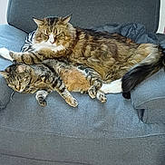 Shana participe au concours pour gagner de l'argent avec cette photo : cats, felines, two_cats, longhaired_cat, tabby_cat, fluffy, fur, whiskers, ears, eyes, paws, tail, lying_down, relaxed, sleepy, couch, armchair, cushion, indoors, pet