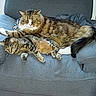 cats, felines, two_cats, longhaired_cat, tabby_cat, fluffy, fur, whiskers, ears, eyes, paws, tail, lying_down, relaxed, sleepy, couch, armchair, cushion, indoors, pet
