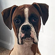 Archie is registered to the contest to win money with this photo: dog, boxer_dog, pet, animal, portrait, close_up, face, brown_and_white, floppy_ears, dark_eyes, white_stripe, muzzle, nose, whiskers, indoors, carpet, wall, sitting, alert, cute
