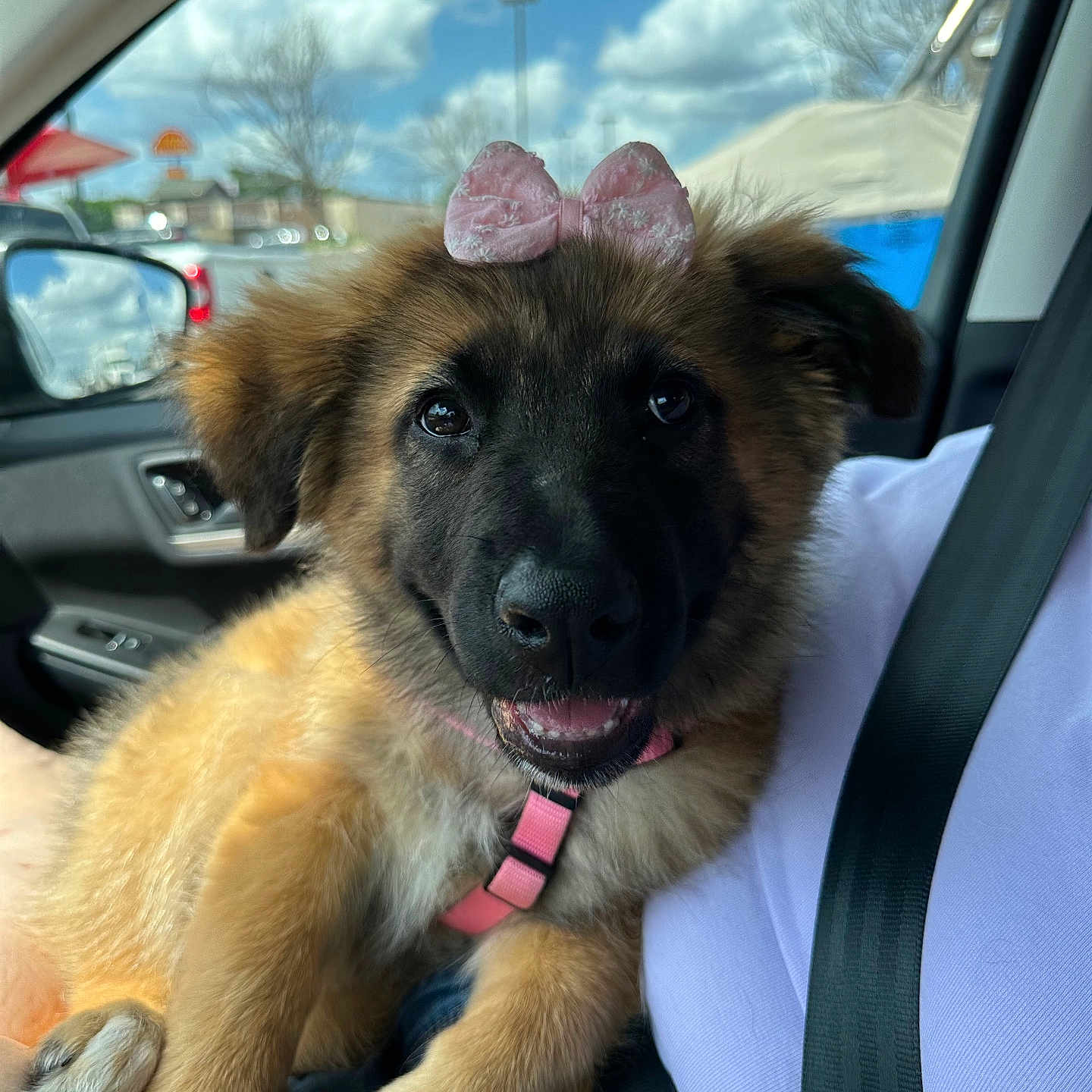 Millie Mae joined the competition — help win amazing prizes! accessories, alloywheel, animal, belt, canine, car, carwheel, dog, germanshepherd, goldenretriever, machine, pet, policedog, puppy, spoke, strap, tire, transportation, vehicle, wheel