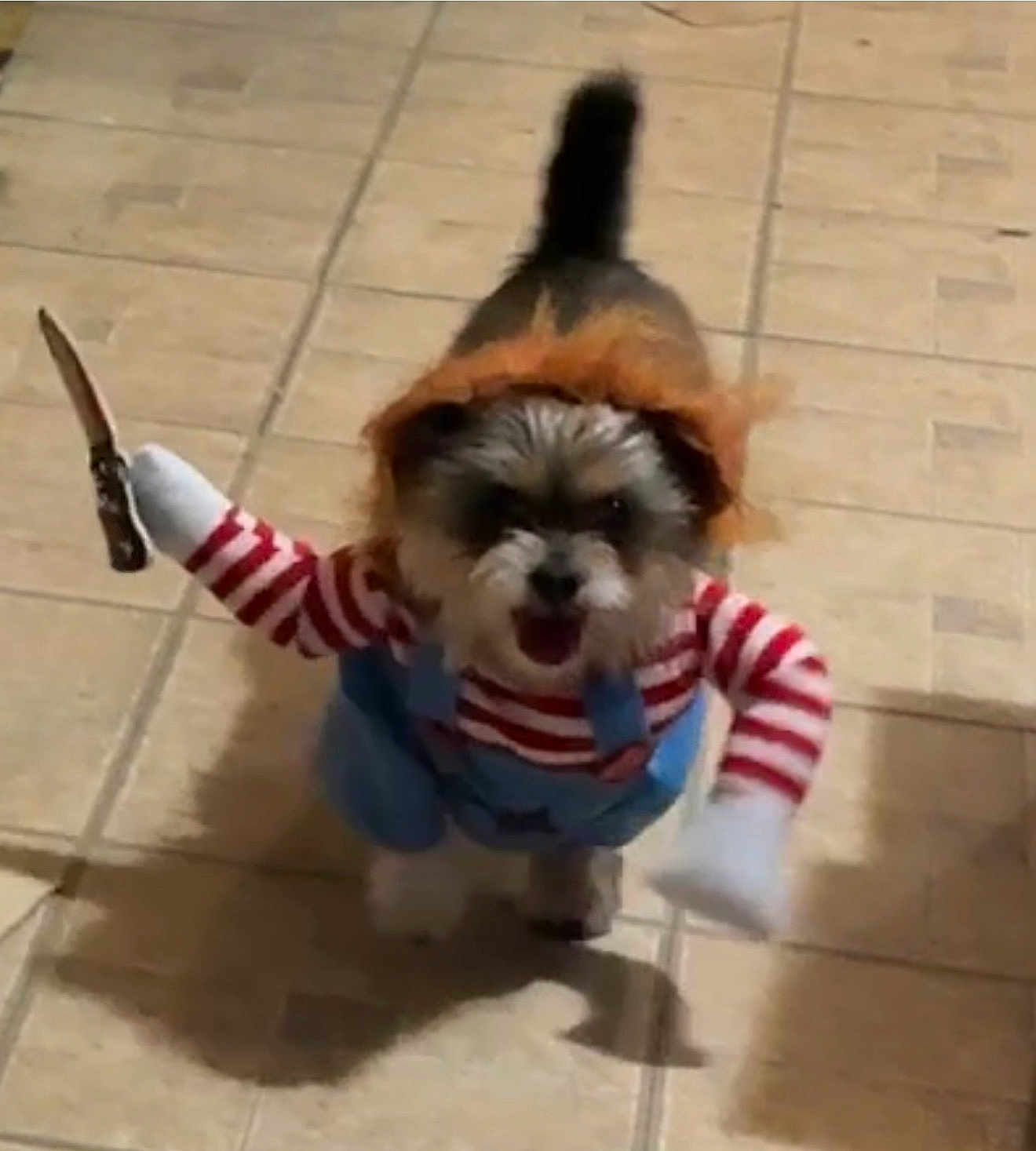 Russell joined the competition — help win amazing prizes! dog, costume, toy_knife, striped_sleeves, wig, small_dog, indoor, tiled_floor, shadow, pet, funny, cute, playful, animal, standing, fur, brown, white, black, home
