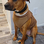 Choco is registered to the contest to win money with this photo: brown_coat, canine, collar, dog, domestic_animal, ears, floor, fur, home, indoor, looking_away, nail, paw, pet, quiet, rug, sitting, snout, sweater, wall