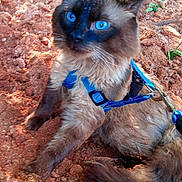 Caspen is registered to the contest to win money with this photo: animal, blue_eyes, blue_harness, cat, close_up, curious, dirt, domestic_animal, fluffy, fur, ground, leaves, mammal, nature, outdoor, pet, resting, sunlight, tail, whiskers
