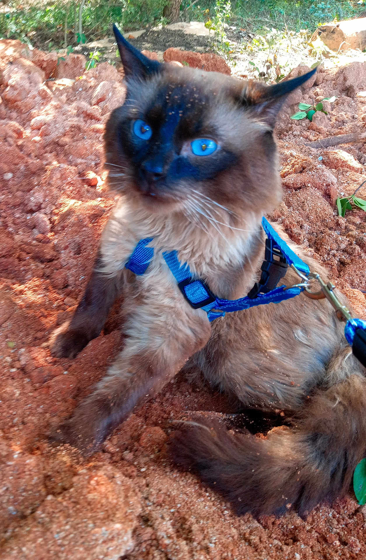 Caspen is registered to the contest to win money with this photo: animal, blue_eyes, blue_harness, cat, close_up, curious, dirt, domestic_animal, fluffy, fur, ground, leaves, mammal, nature, outdoor, pet, resting, sunlight, tail, whiskers