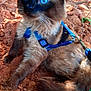 Caspen is registered to the contest to win money with this photo: cat, blue_eyes, harness, leash, outdoor, dirt, feline, fluffy, animal, pet, nature, brown_fur, curious, closeup, sitting, ears, whiskers, tail, ground, sunlight