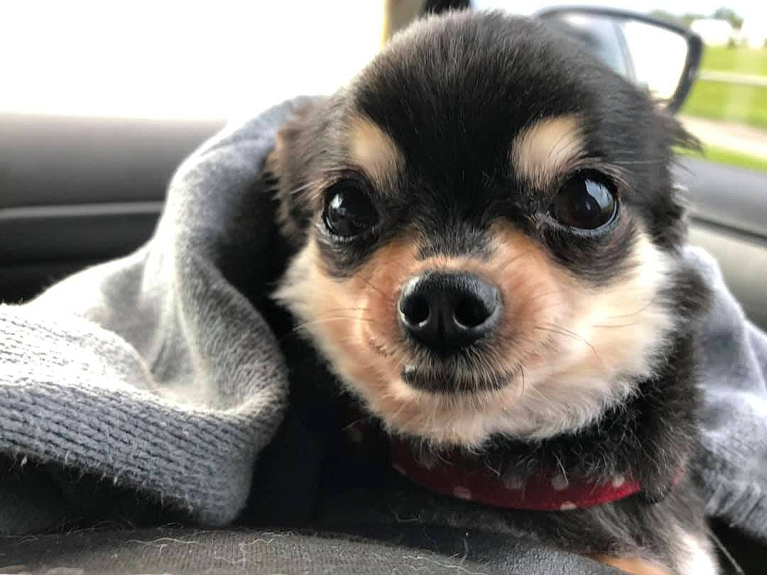 Cookie joined the competition — help win amazing prizes! canidae, carnivore, companion_dog, dog, dog_breed, eye, fawn, mammal, puppy, puppy_love, rare_breed_dog, snout, sporting_group, tibetan_spaniel, toy_dog, vertebrate, whiskers