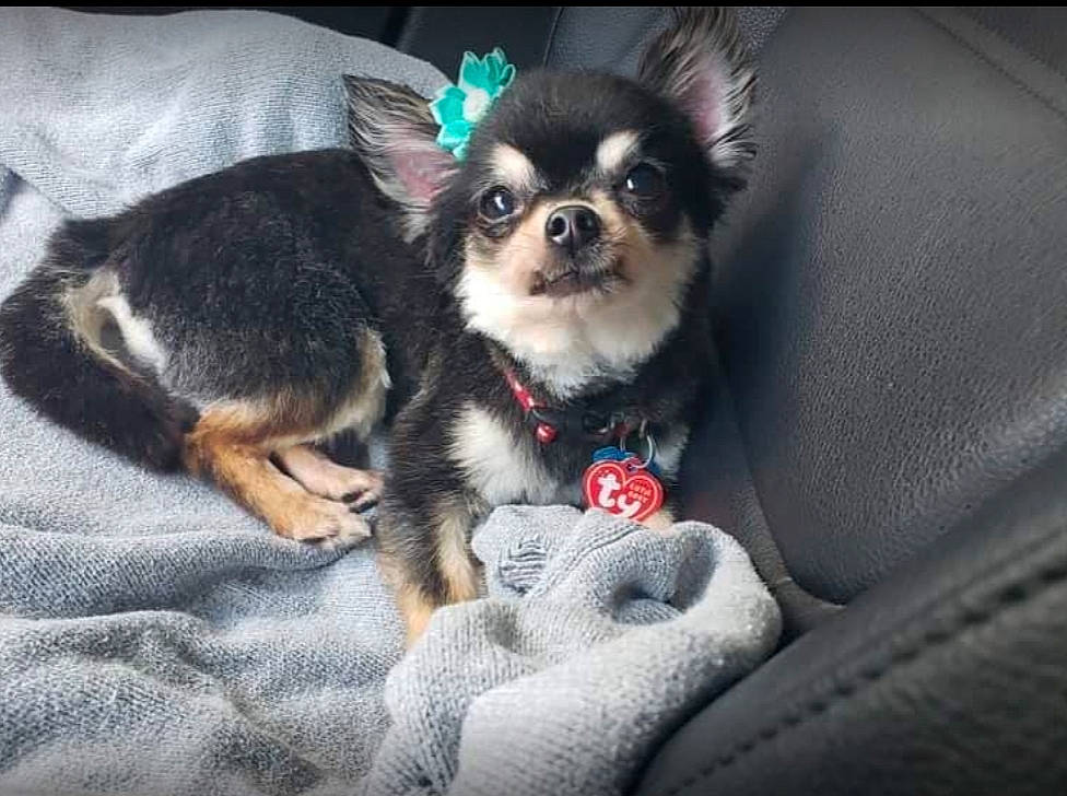 Cookie joined the competition — help win amazing prizes! canidae, carnivore, chihuahua, companion_dog, dog, dog_breed, fawn, mammal, morkie, puppy, rare_breed_dog, snout, toy_dog, vertebrate, whiskers