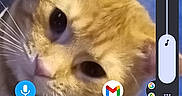 Emery joined the competition — help win amazing prizes! animal, app_icons, blue_background, cat, closeup, curious, cute, domestic_cat, ears, face, feline, fur, indoor, orange_cat, pet, portrait, smartphone_screen, technology, volume_control, whiskers