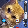 animal, app_icons, blue_background, cat, closeup, curious, cute, domestic_cat, ears, face, feline, fur, indoor, orange_cat, pet, portrait, smartphone_screen, technology, volume_control, whiskers