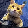Emery joined the competition — help win amazing prizes! blue_background, blurred, book, cat, chain, closeup, collar, curious, domestic_animal, ears, eyes, fabric, face, feline, fur, indoor, orange_tabby, pet, resting_paws, whiskers