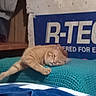 Emery joined the competition — help win amazing prizes! animal, banner, cat, comfort, cozy, cushion, fabric, furniture, home, indoor, knitted, lazy, orange_cat, pet, relaxing, resting, stretching, tabby, text, wood