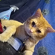 Emery joined the competition — help win amazing prizes! animal, bell, blue_blanket, book, cat, closeup, collar, curious, domestic, feline, fur, indoor, orange_tabby, paw, pet, relaxed, skull_pattern, spray_bottle, table, whiskers