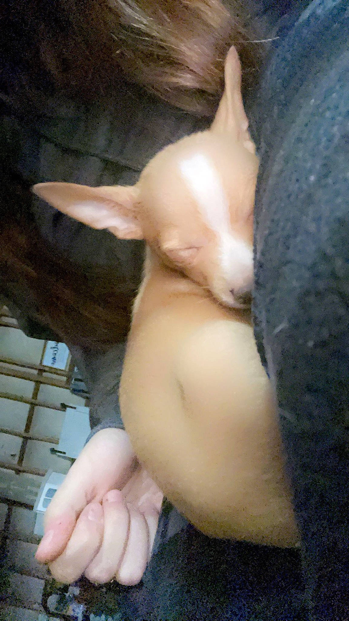 Zae is registered to the contest to win money with this photo: carnivore, comfort, companion_dog, dog_breed, ear, fawn, felidae, finger, flesh, fur, gesture, hand, human_leg, jaw, nail, snout, tail, thumb, trunk, whiskers