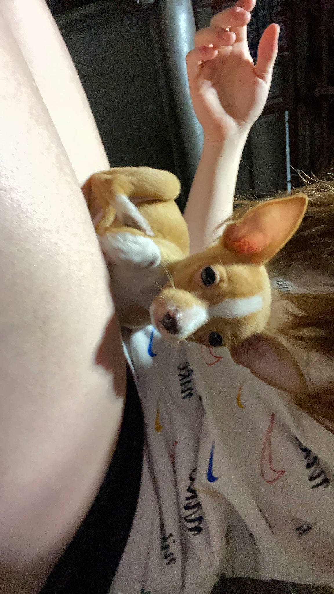 Zae joined the competition — help win amazing prizes! canidae, carnivore, companion_dog, dog, dog_breed, ear, fawn, felidae, fur, gesture, hand, head, human_body, human_leg, selfie, small_to_medium_sized_cats, snout, toy, toy_dog, whiskers