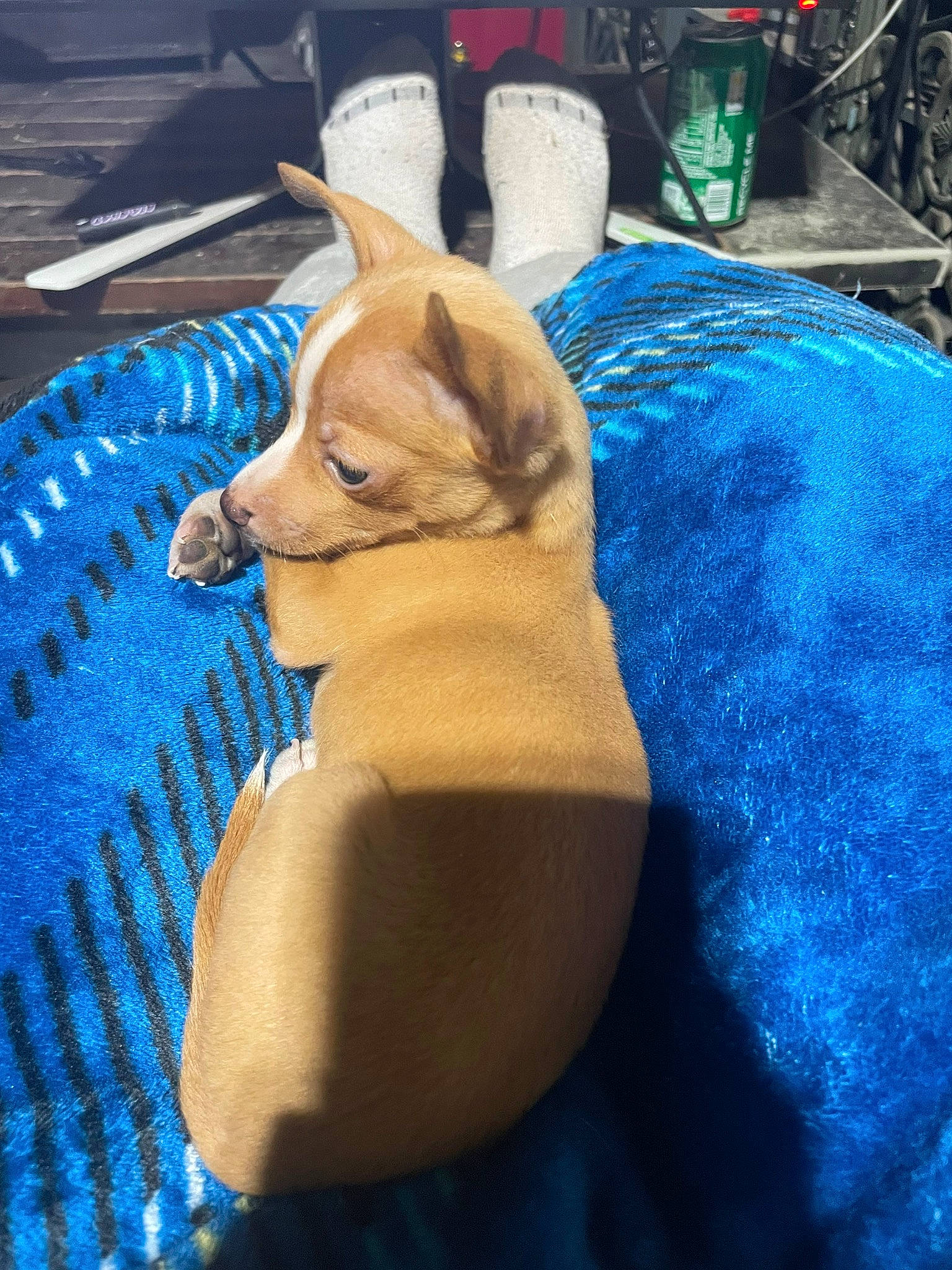 Zae is registered to the contest to win money with this photo: blue, carnivore, comfort, companion_dog, dog, dog_breed, dog_supply, electric_blue, fawn, felidae, flooring, fur, grass, linens, small_to_medium_sized_cats, spitz, tail, whiskers, wood, working_animal