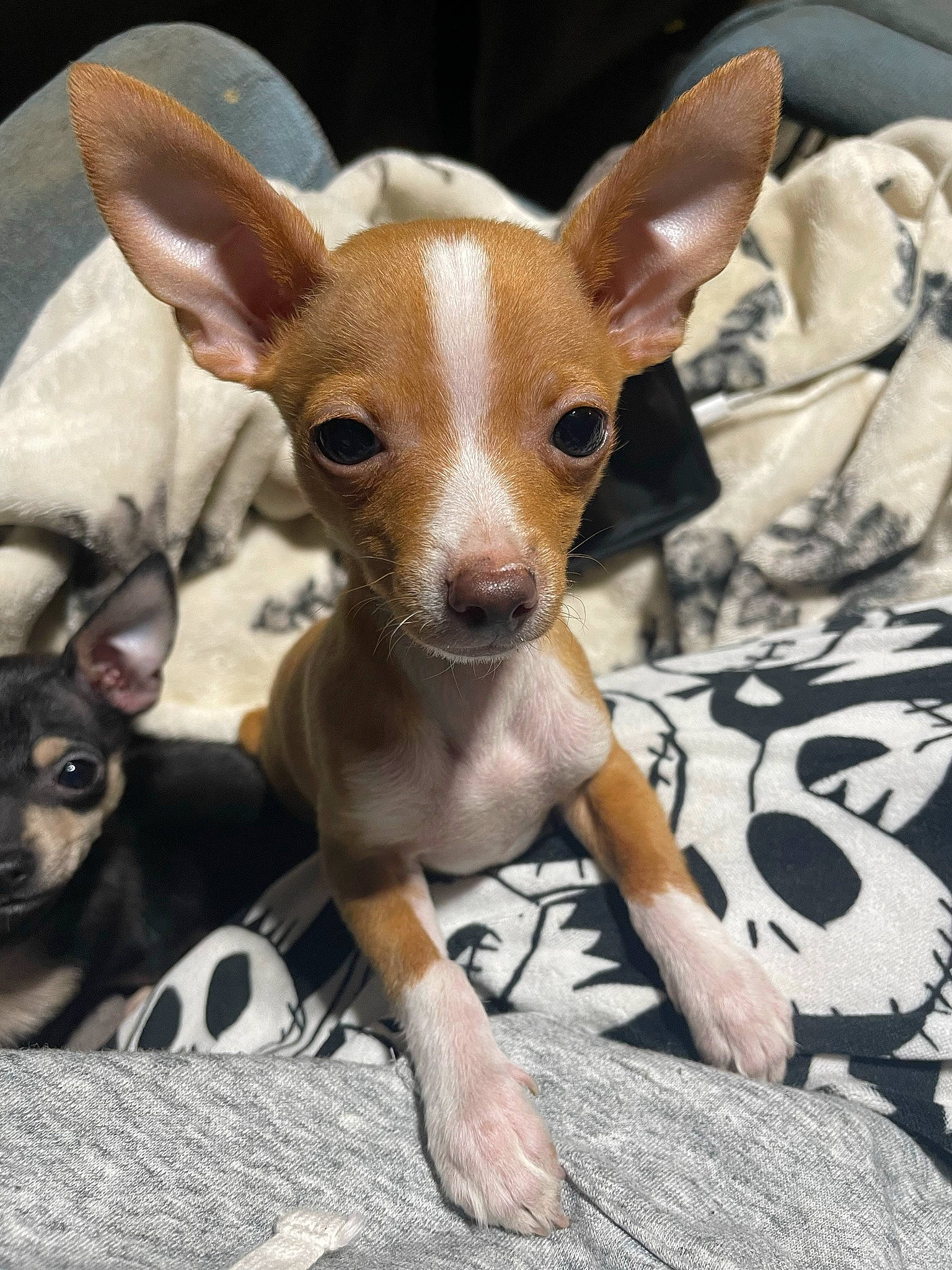 Zae joined the competition — help win amazing prizes! canidae, carnivore, chihuahua, companion_dog, corgi_chihuahua, dog, dog_breed, ear, fawn, fur, mammal, prazsky_krysarik, russkiy_toy, snout, sporting_group, terrestrial_animal, toy_dog, vertebrate, whiskers, working_animal