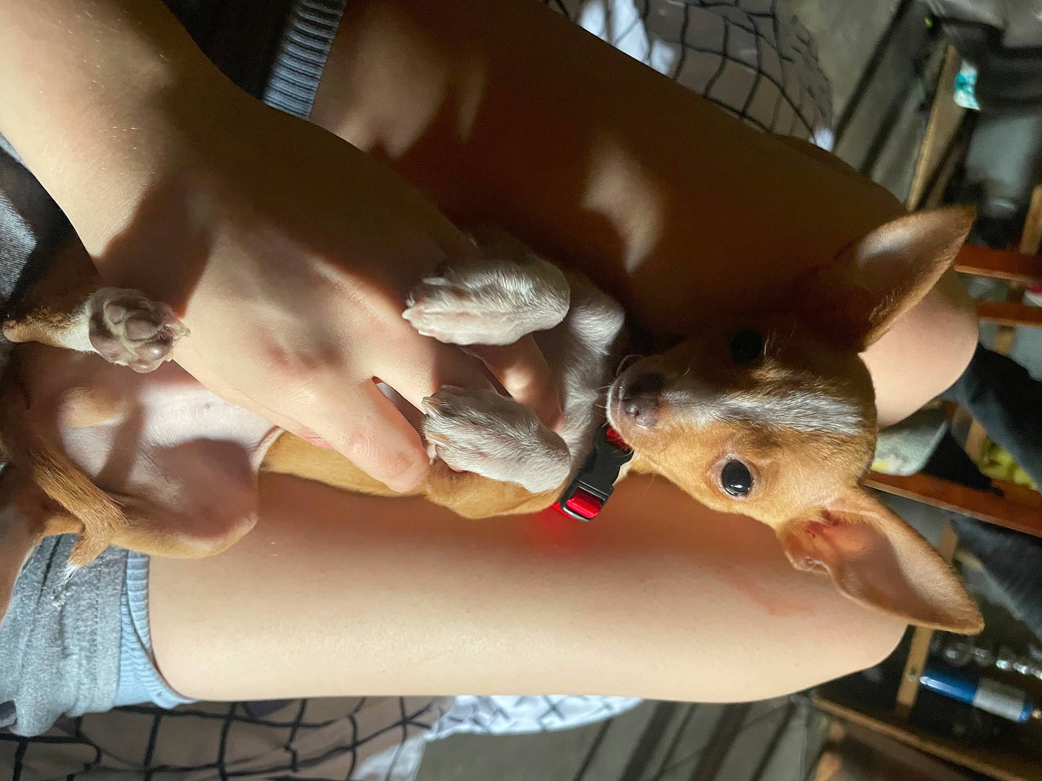 Zae joined the competition — help win amazing prizes! canidae, child, elbow, fawn, felidae, finger, fish, fun, gesture, human_leg, nail, rabbit, reptile, snout, tail, whiskers, working_animal, wrist